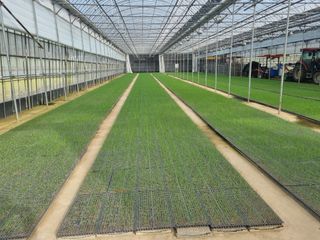 이재진님의 양파 · 자유게시판 작성글 사진