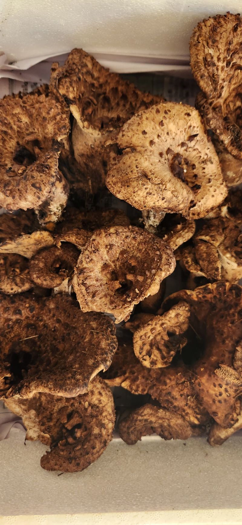 장터 상품 [능이버섯 1kg15만원 드려요 ] 썸네일