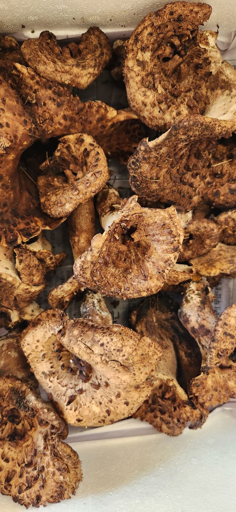 김승태님의 장터 판매 상품 [능이버섯 1kg15만원 드려요 ] 첨부 사진