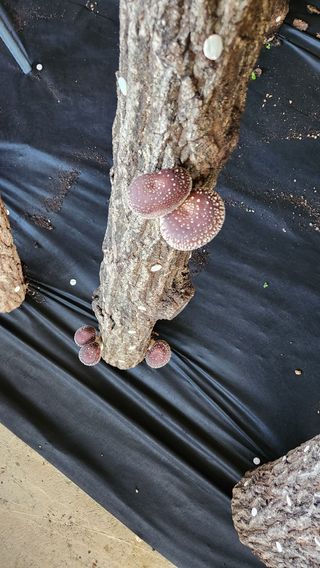 모실표고님의 버섯 · 영농일지 작성글 사진