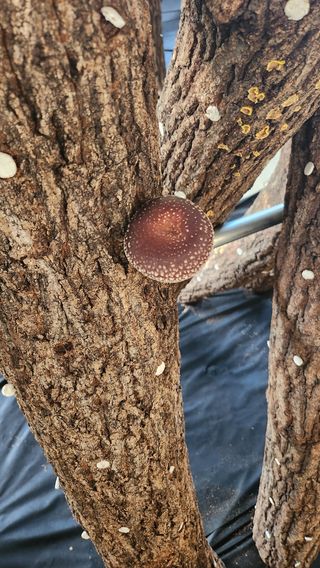 모실표고님의 버섯 · 영농일지 작성글 사진