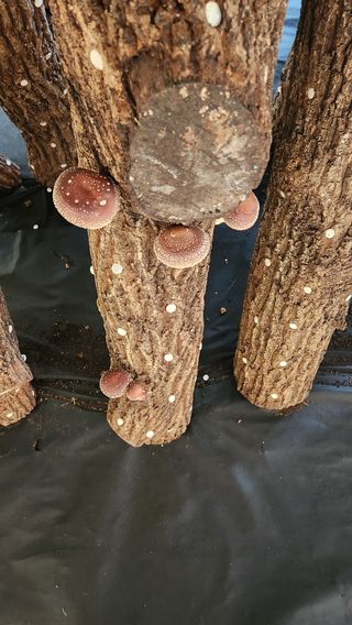 모실표고님의 버섯 · 영농일지 작성글 사진