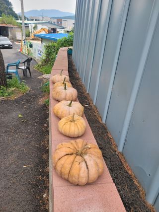 기세용(중장비의모든님의 ↑ 윷놀이 하고 추석덕담 하기 · 참여글 작성글 사진