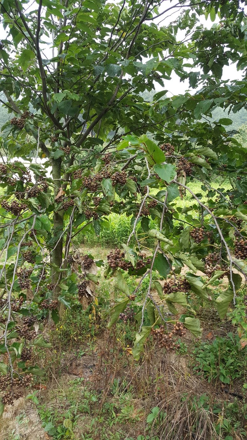 장터 상품 [헛개나무열매  달리지 않아서 걱정이네요 기후조건에도 많] 썸네일