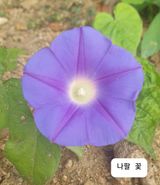 팜모닝 ↑ 윷놀이 하고 추석덕담 하기·참여글 게시글 이미지