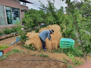 이상근님의 기타작물 · 병해충상담 작성글 사진