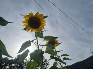 김태희님의 ↑ 윷놀이 하고 추석덕담 하기 · 참여글 작성글 사진