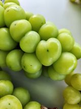 팜모닝 ↑ 윷놀이 하고 추석덕담 하기·참여글 게시글 이미지