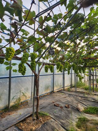 호박13997님의 ↑ 윷놀이 하고 추석덕담 하기 · 참여글 작성글 사진