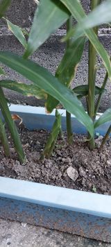 팜모닝 기타작물·자유게시판 게시글 이미지