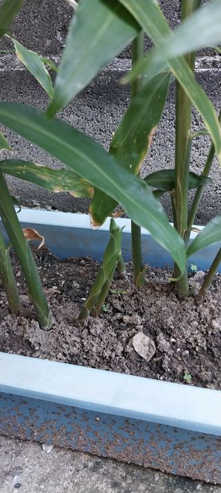 주말 텃밭 농부님의 기타작물 · 자유게시판 작성글 사진