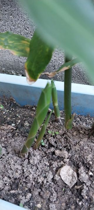 주말 텃밭 농부님의 기타작물 · 자유게시판 작성글 사진