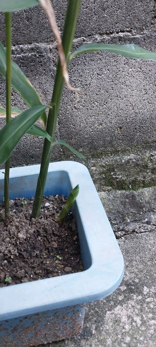 주말 텃밭 농부님의 기타작물 · 자유게시판 작성글 사진