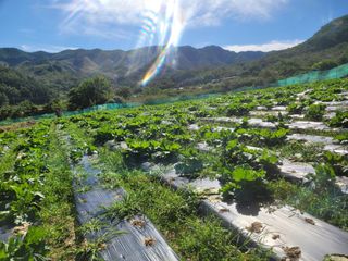 여우내 이순홍님의 배추 · 병해충상담 작성글 사진