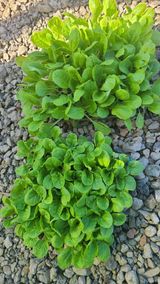 팜모닝 콩·영농일지 게시글 이미지