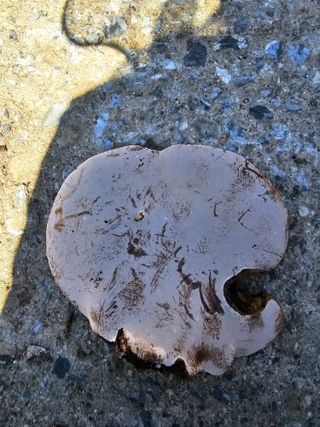 김동현님의 버섯 · 일상 작성글 사진