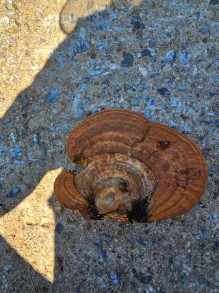 김동현님의 버섯 · 일상 작성글 사진