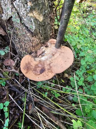 김동현님의 버섯 · 일상 작성글 사진