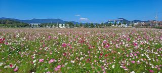 사천시향촌동 돼지띠님의 벼 · 자유게시판 작성글 사진