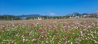 사천시향촌동 돼지띠님의 벼 · 자유게시판 작성글 사진