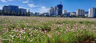 사천시향촌동 돼지띠님의 벼 · 자유게시판 작성글 사진