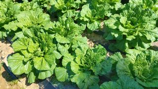 소학도토리님의 배추 · 영농일지 작성글 사진