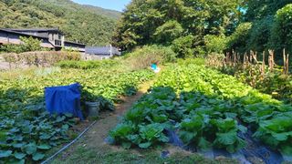 소학도토리님의 배추 · 영농일지 작성글 사진