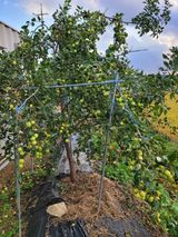 팜모닝 기타작물·병해충상담 게시글 이미지