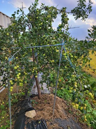 이상열님의 기타작물 · 병해충상담 작성글 사진