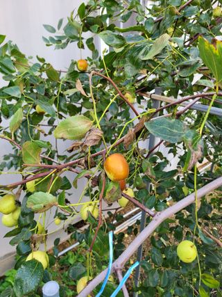 이상열님의 기타작물 · 병해충상담 작성글 사진