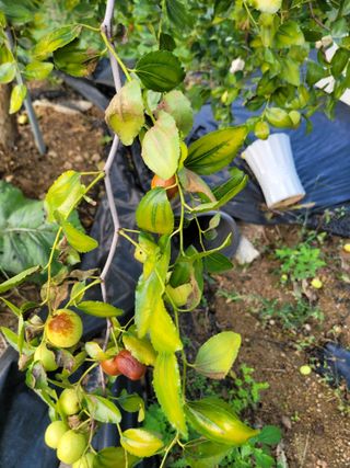 이상열님의 기타작물 · 병해충상담 작성글 사진