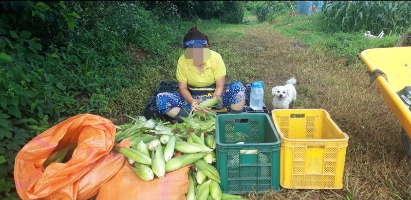 홍성샤인농부님의 장터 판매 상품 [올해  흘린 땀방을이 헛되지 않게  끝까지 홧팅해요] 첨부 사진