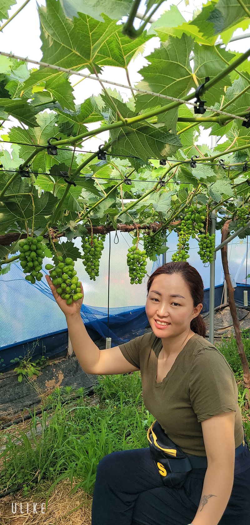 홍성샤인농부님의 장터 판매 상품 [올해  흘린 땀방을이 헛되지 않게  끝까지 홧팅해요] 첨부 사진