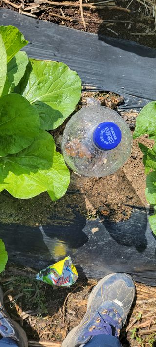 김중언님의 배추 · 병해충상담 작성글 사진