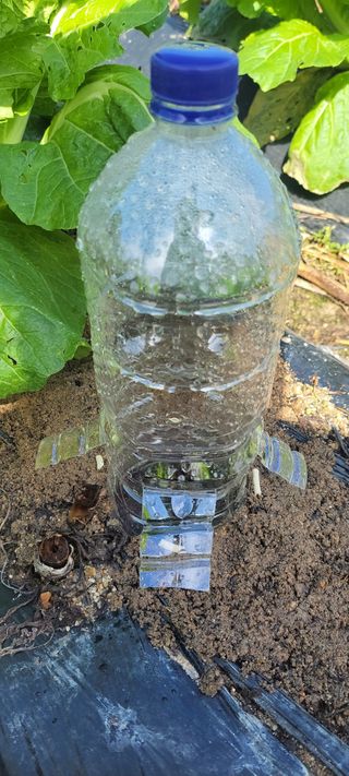 김중언님의 배추 · 병해충상담 작성글 사진