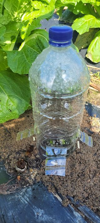 김중언님의 배추 · 병해충상담 작성글 사진