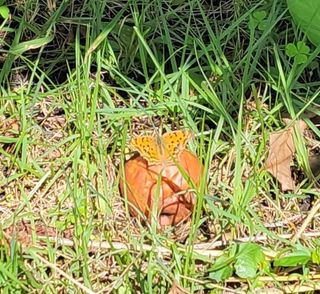 김중언님의 배추 · 병해충상담 작성글 사진