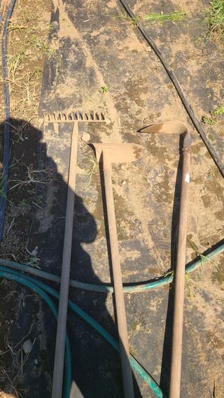 오정현님의 배추 · 파종•정식 작성글 사진