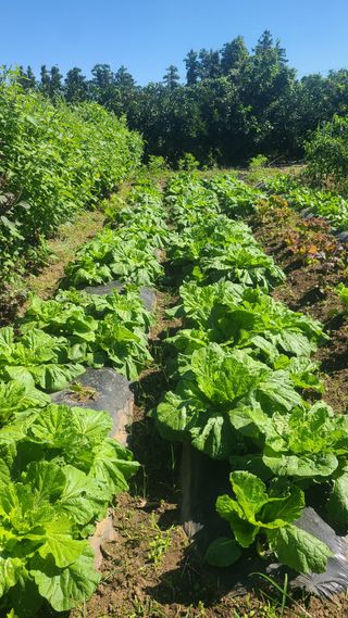 오정현님의 배추 · 파종•정식 작성글 사진