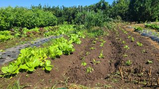 오정현님의 배추 · 파종•정식 작성글 사진