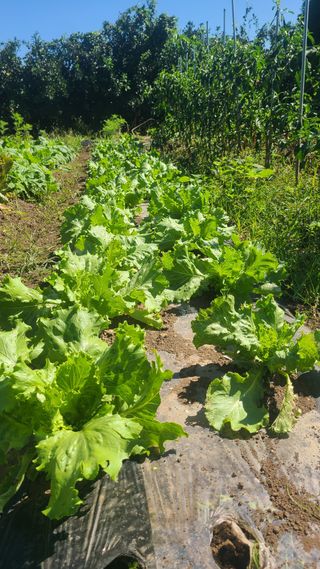 오정현님의 배추 · 파종•정식 작성글 사진