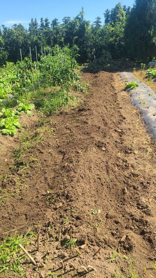 오정현님의 배추 · 파종•정식 작성글 사진