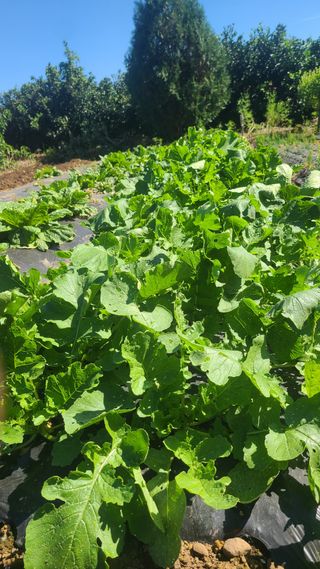 오정현님의 배추 · 파종•정식 작성글 사진