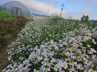 채경희님의 자유주제 · 사진전 작성글 사진