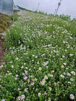 채경희님의 자유주제 · 사진전 작성글 사진