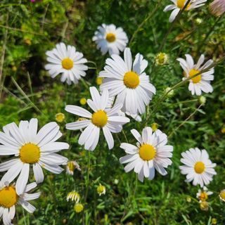 채경희님의 자유주제 · 사진전 작성글 사진