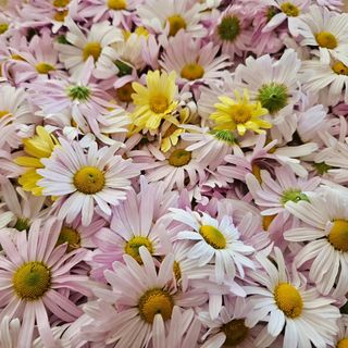 채경희님의 자유주제 · 사진전 작성글 사진