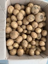 팜모닝 두릅·일상 게시글 이미지