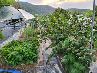 이종수님의 기타작물 · 병해충상담 작성글 사진