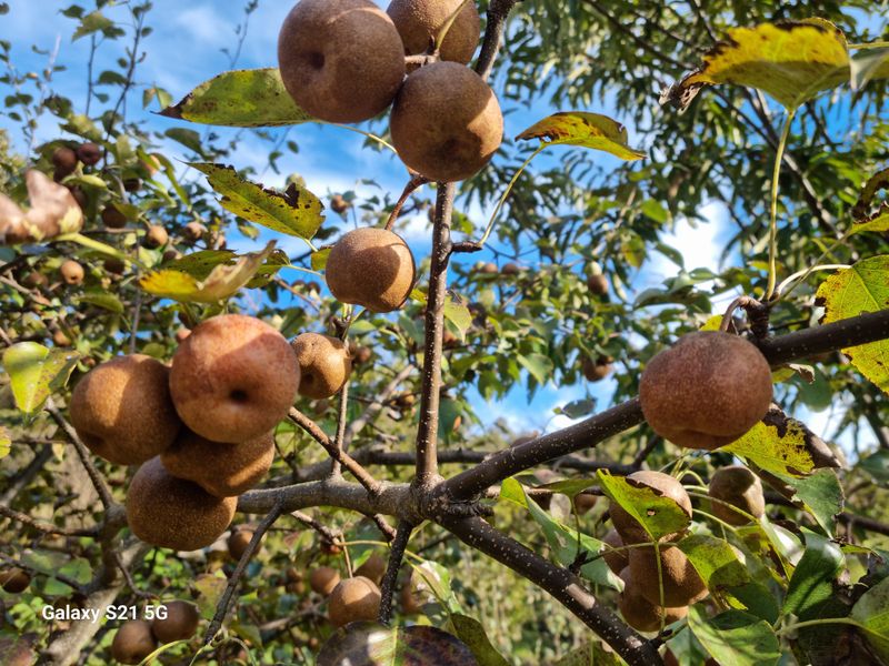 장터 상품 [토종 약돌배 5kg ] 썸네일